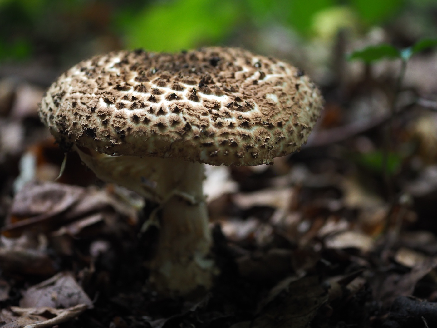 Photo © John Catterson Echinoderma asperum by John Catterson
